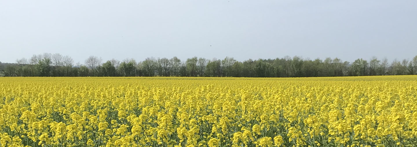 Gul rapsmark med en grøn hæk og blå himmel i baggrunden