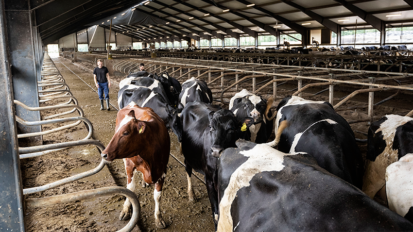 Køer i stald