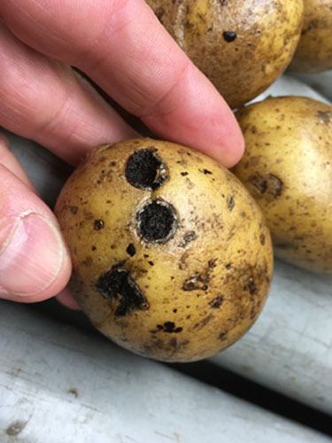 Eksempler på sort tørråd (prop) i kartofler. Foto Lars Møller, SEGES.