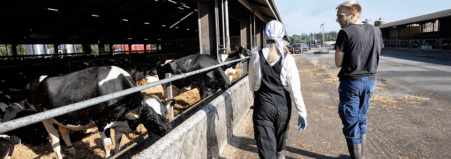Landmænd inspicerer køer i udendørs stald