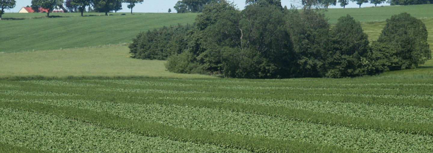 Udsigt over grøn mark
