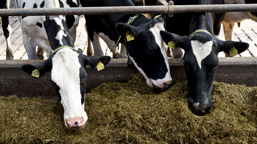 Køer i stald der spiser