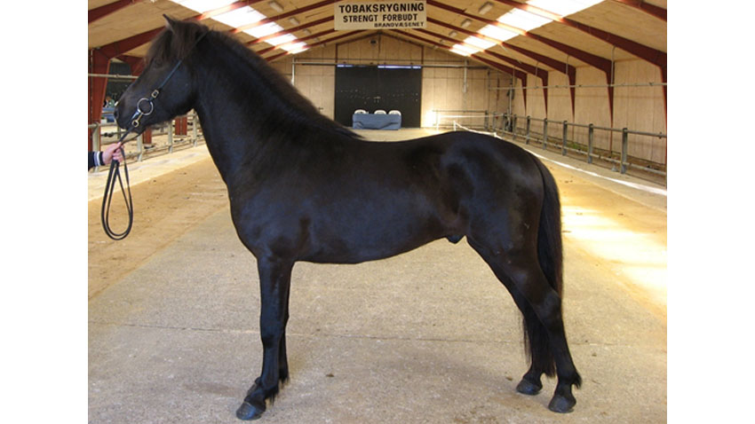 Højtstillet (lange ben) ung Islænder hingst med en meget kort overlinie (ryg og lænd)
