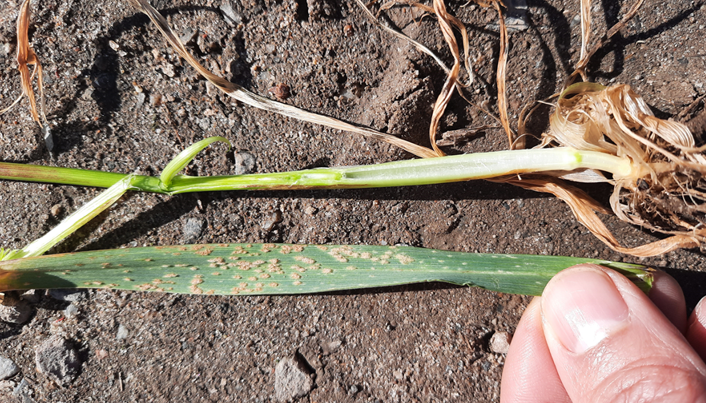 Meldug i KWS Extase ved Vejle fotograferet 14. april 2021 af Kasper Holm Kristensen, Velas. 