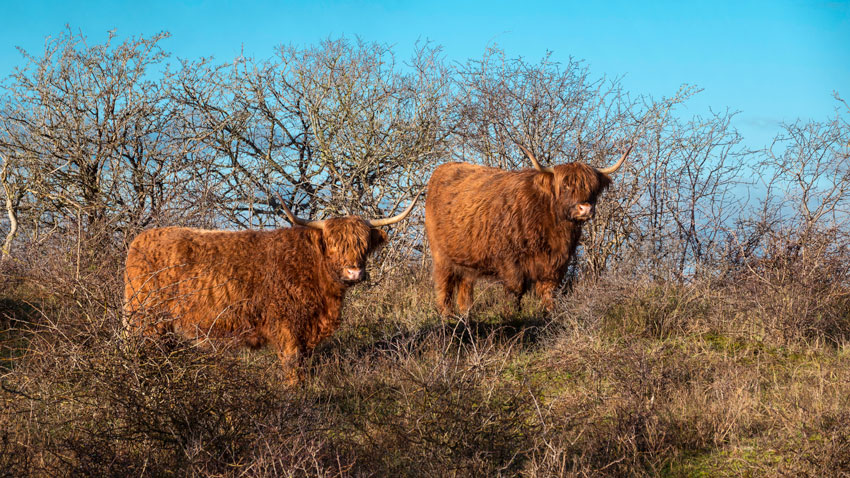 Skotsk Højlandskvæg 