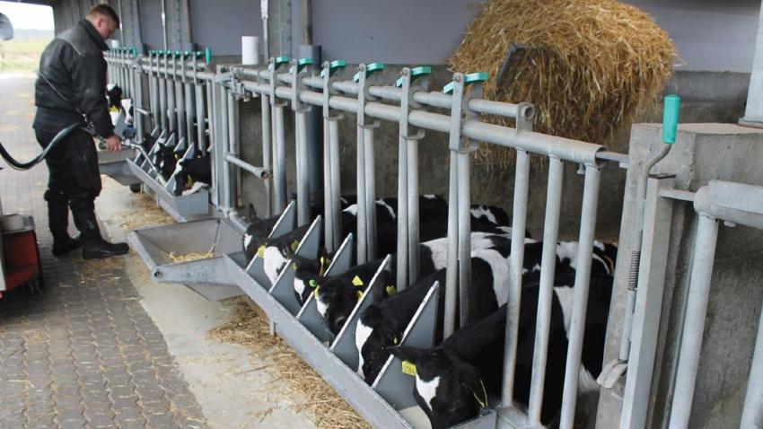 Mælkefodring af slagtekalve