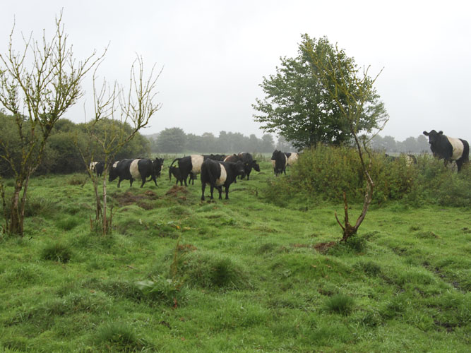 Kreaturernes gnav på stammer og grene lukker op til veddet i grene og stammer og gør levestederne lettere tilgængelige for insekter, svampe og mosser