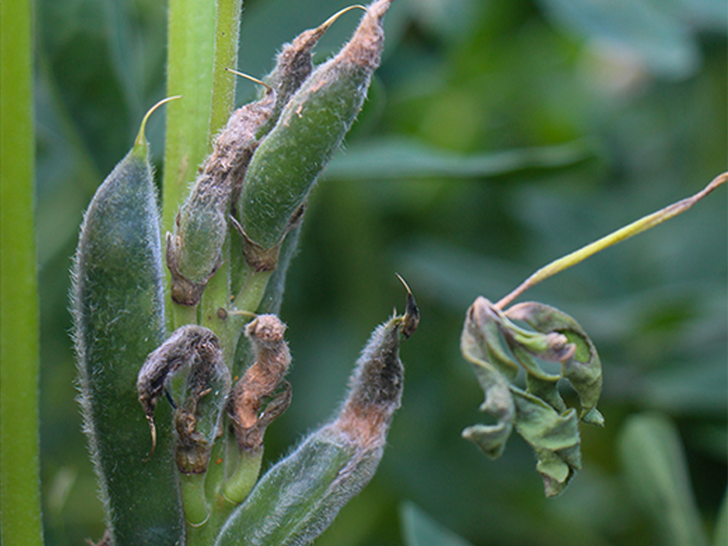 Antracnose i hvid lupin. Angrebne bælge. Fotograferet 11. juli 2022. Fotograf Ghita Cordsen Nielsen, SEGES