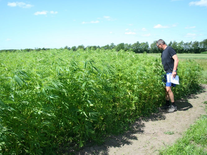 Hamp har en hurtig og kraftig vækst. Nogle sorter bliver over 2,5 meter høje mens sorterne med fokus på frø normalt ikke bliver over 2 meter. Billedet er taget i det økologiske sædskifteforsøg på Foulum to måneder efter såning