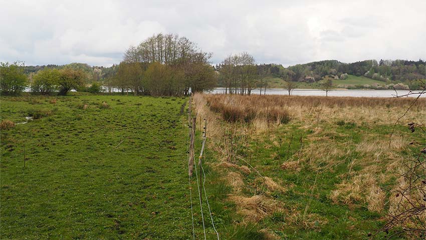 I foråret er påvirkningen fra helårsgræsningen tydeligt. Til venstre for hegnet har græssende dyr hen over vinteren sørget for at planterne får luft til at spire frem og blomstre, hvorimod dødt plantemateriale dominerer de arealer, hvor græsningen mangler (til højre).