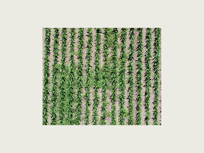 Pletsprøjtning mod hanespore i majs – hvordan er det gået