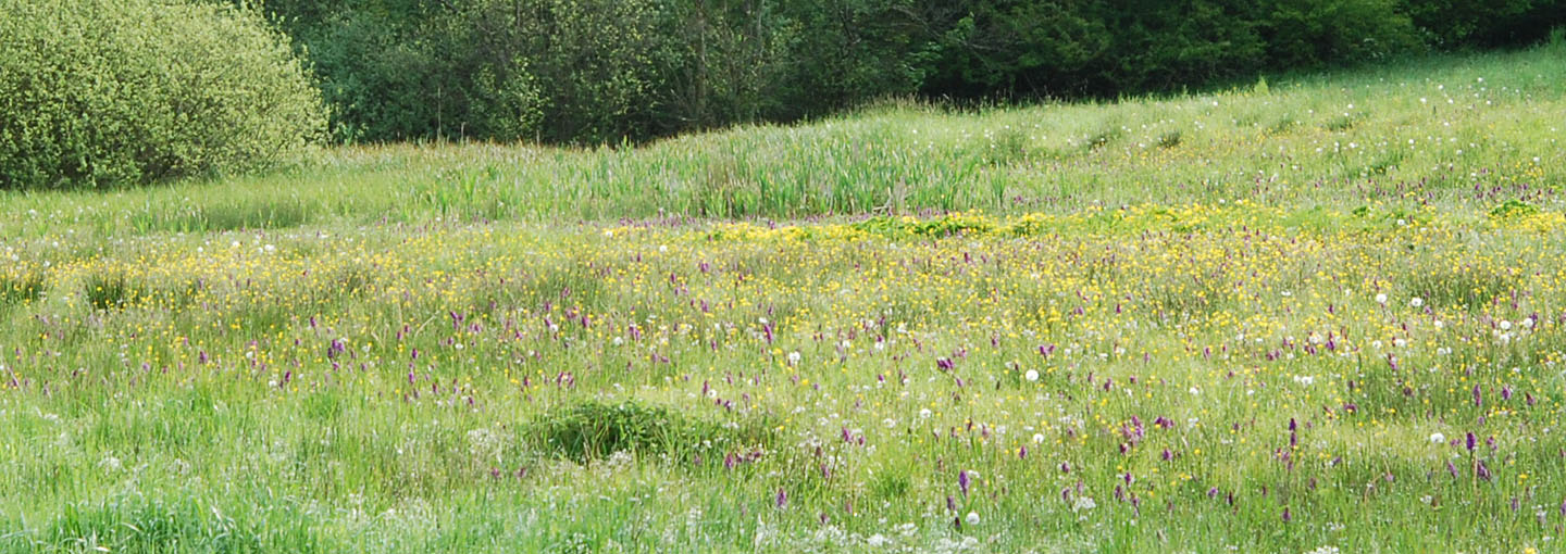 Giv plads til de vilde blomster og bier i markkanten