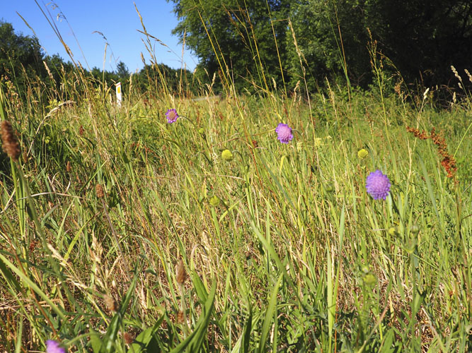Samme vejkant, men tæt på kan man se at der er tale om en meget bivenlig vejkant. Blomsterne har fået lov at blomstre, og det betyder at der er mad til bierne. De lilla blomster er af arten blåhat som er en populær art blandt de vilde bier