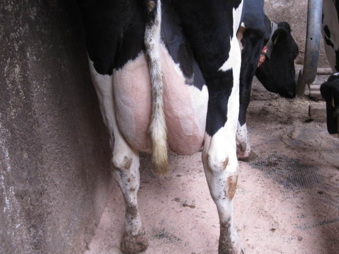 Yverbetændelse i besætninger smittet med Mycoplasma bovis