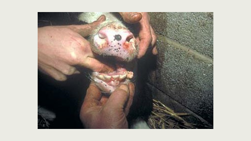 Persistent inficeret (PI) dyr med små sår i mundhulen og på næse, tunge og læber.