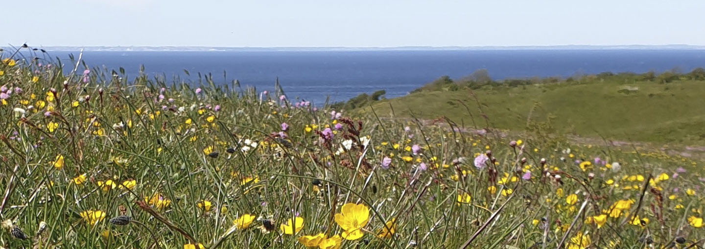 Blomster i bakket landskab med hav i baggrunden