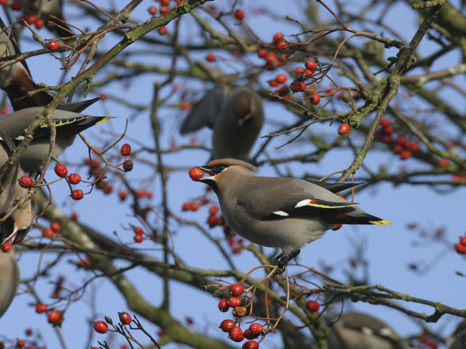 Krattenes buske og træer bugner af frugter fra det tidlige efterår og et stykke ind i vintermånederne. Silkehaler er særligt vilde med bær fra forskellige arter af hvidtjørn og røn. 
