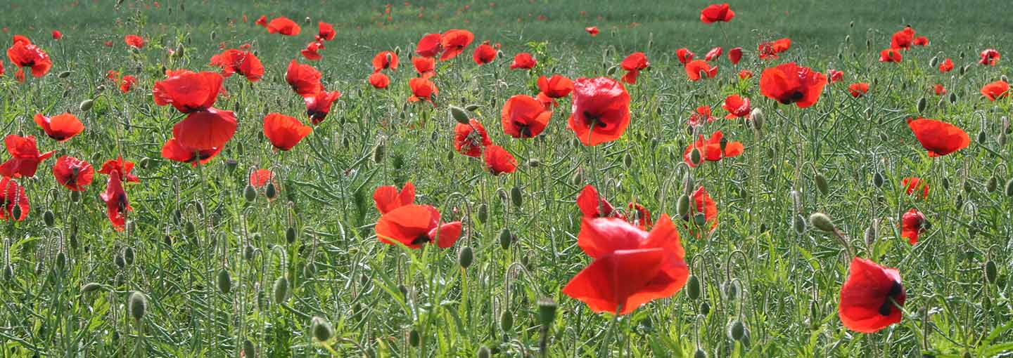 blomster på en mark