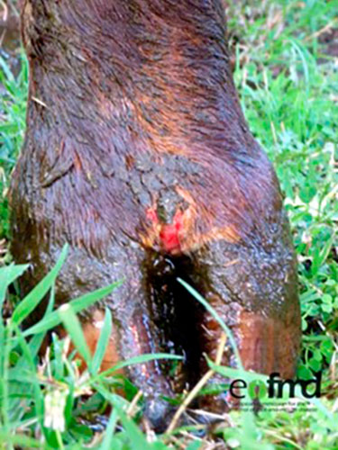 Sår i klovspalten på grund af mund- og klovsyge