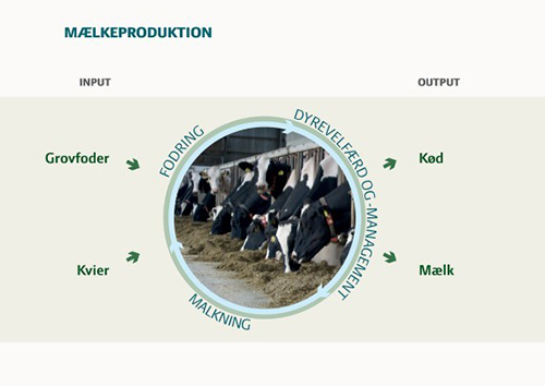 Mælkeproduktion
