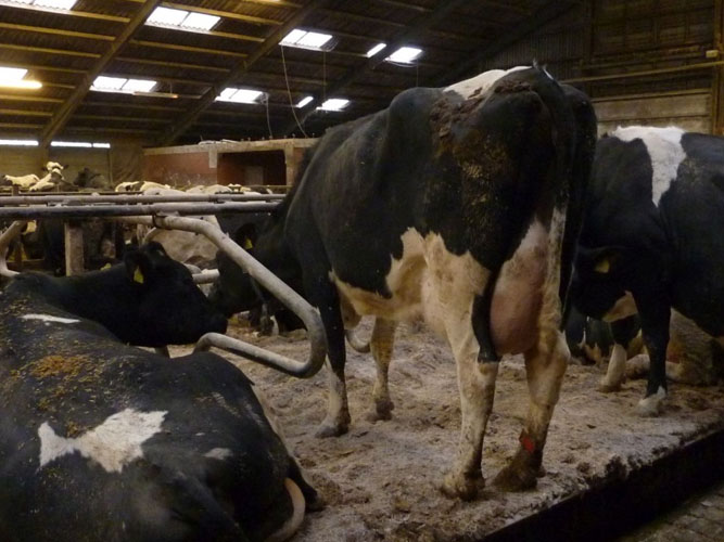 Ko står op i sin sengebås i stalden