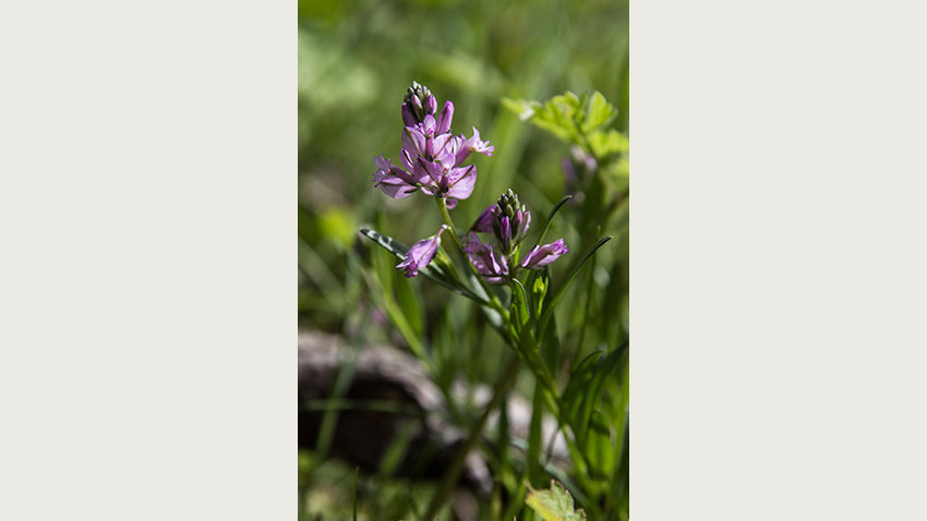 Almindelig mælkeurt
