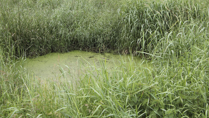 Lille vandhul, som er opstået fordi der er taget jord til at lukke dræn. Området omkring vandhullet er ret sumpet og afgræsses ikke.