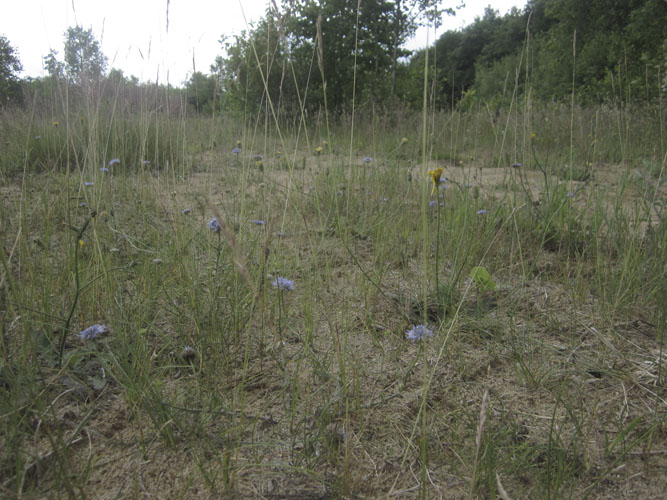 Tørt og sandet areal med gode muligheder for blomster 