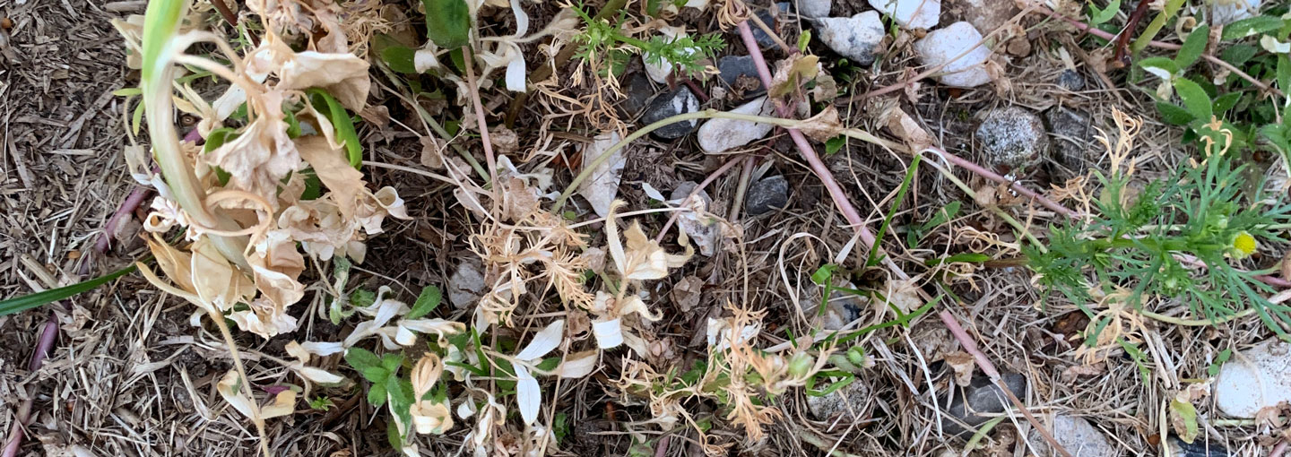 Effekt af Topgun efter 10 dage på stort ukrud