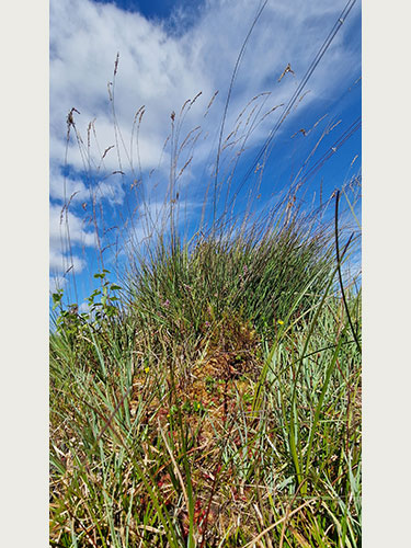 Her ses artsrige tuer med soldug, tormentil, klokkelyng og turekæruld