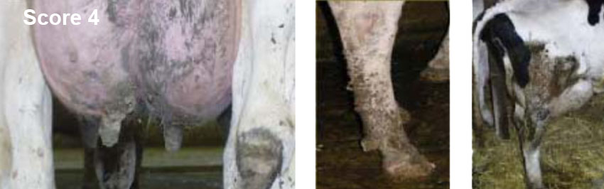 Score 4 på hygiejnevurdering af malkekøer