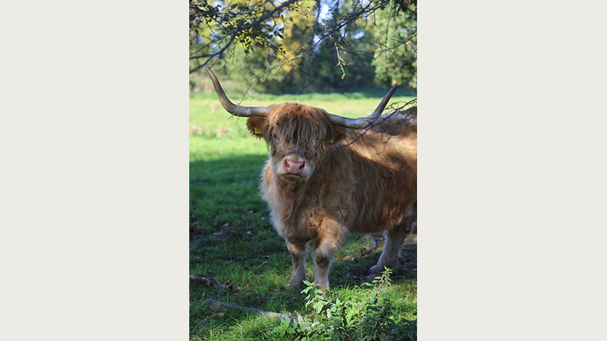 Højlandskvæg