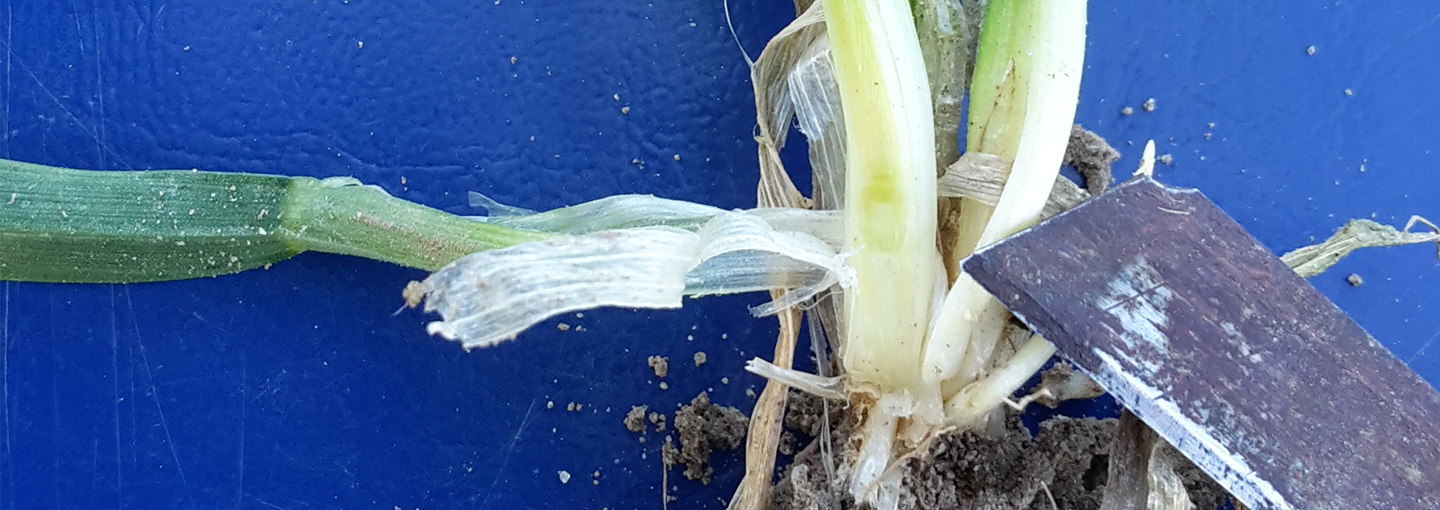 Vækststadie 30 - vinterhvede. Fotograferet 27. april 2026 af Irene Skovby Rasmussen, VKST.