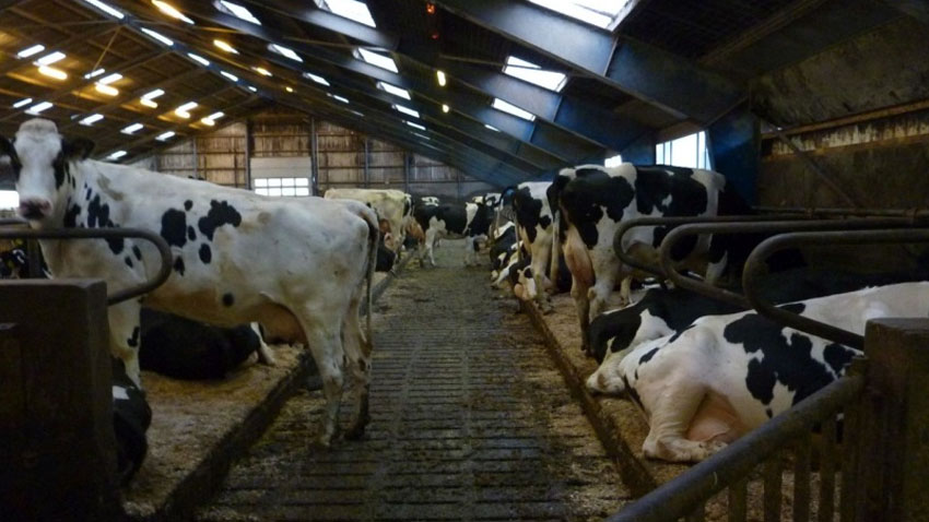 Køer i sengebåse i en stald