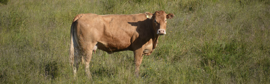 jerseyko  set fra siden kiggende mod fotograf på græsmark