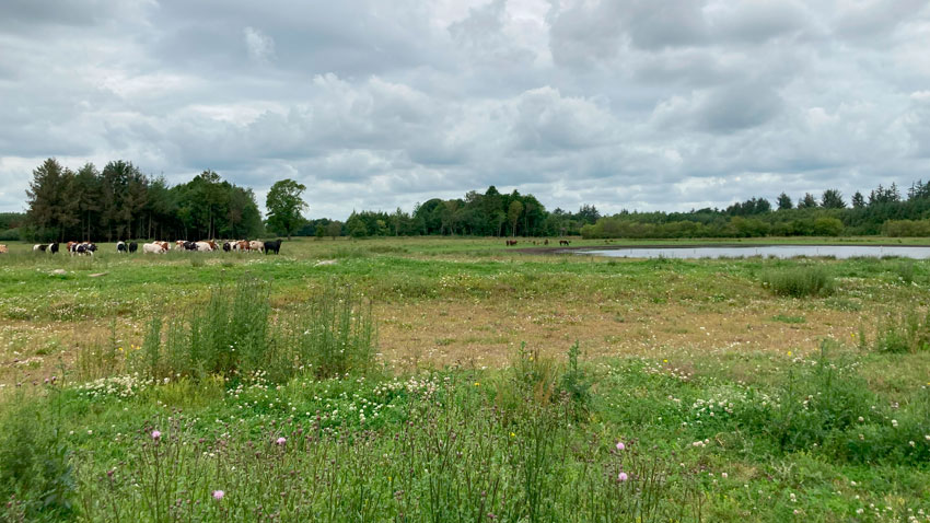 Kvæg der græsser tæt på vandhul