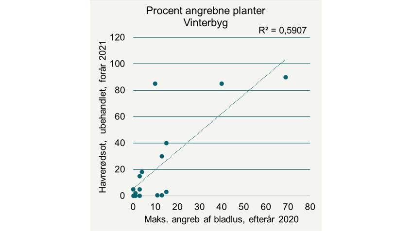 Forholdet mellem det maksimale angreb af bladlus i efteråret 2020 og angreb af havrerødsot i foråret 2021 i vinterhvede.
