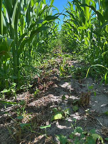 Bekæmpelse med glyphosat mellem rækkerne i majs. Med kun én behandling mellem rækkerne med glyphosat er det stort ukrudt, der nedvisnes. Dog ses nyfremspiring af grøn skærmaks og hanespore efter behandling. Bemærk de store hanespore i rækken af majsen. 