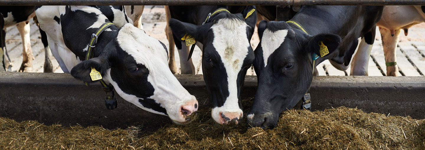 Kvæg i stald der spiser