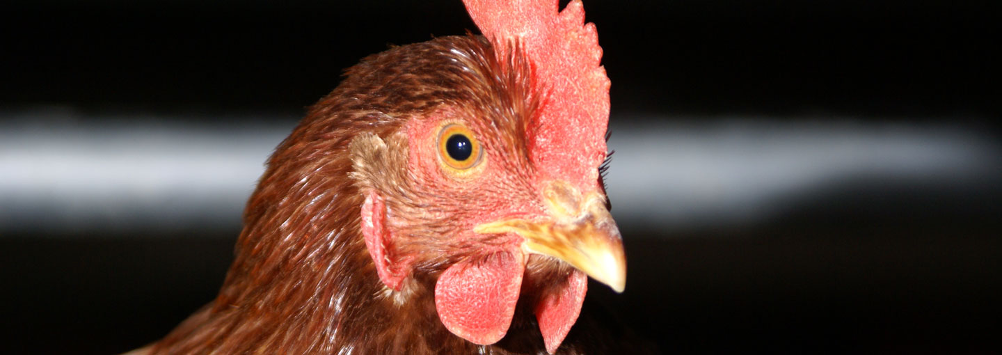 Nærbillede af høne