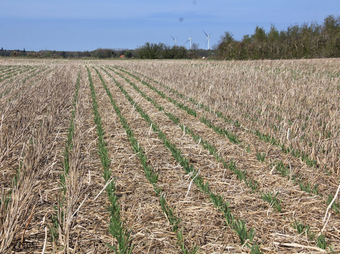 Vårbyg etableret med skiveskær i urørt stub og efterafgrøde