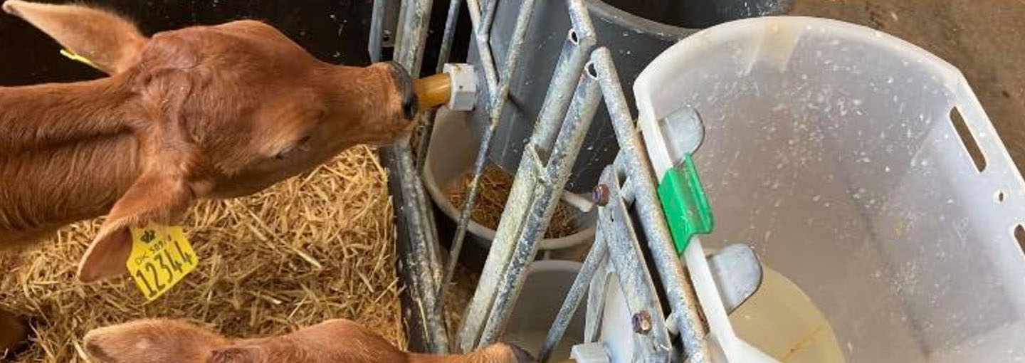 To jerseykalve set ovenfra der får mælk af en suttespand
