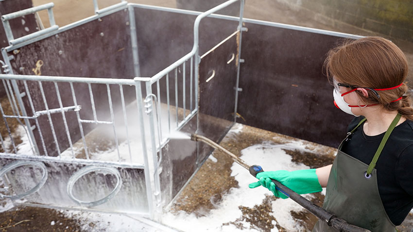 Hvis vask og desinfektion er udført korrekt, bliver den nyfødte kalv mødt af et smittefrit miljø.