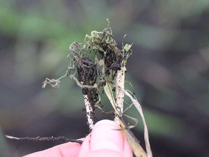 Plante angrebet af aksløberlarver