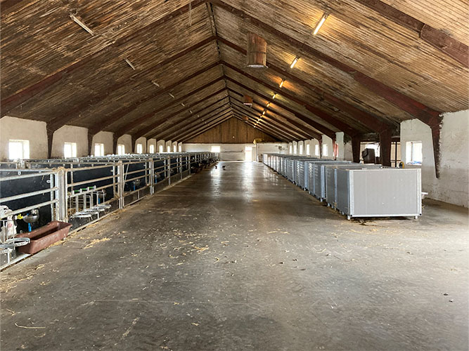 Masser af plads og luft giver et godt indeklima og lavt smittetryk i kalvestalden, der tidligere husede bedriftens ungdyr