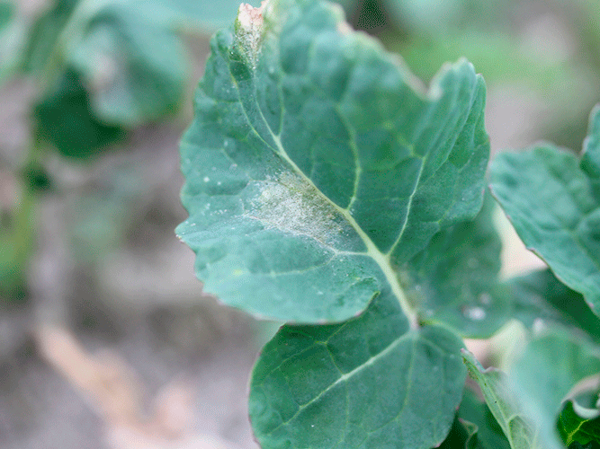Tegn på angreb af lys bladplet i vinterraps