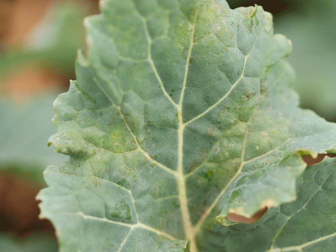 Tegn på angreb af lys bladplet i vinterraps