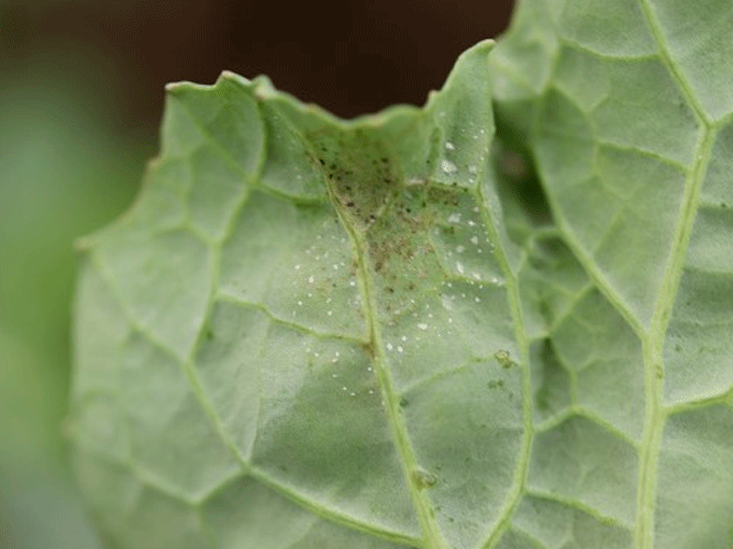 Tegn på angreb af lys bladplet i vinterraps