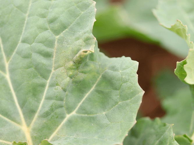 Tegn på angreb af lys bladplet i vinterraps