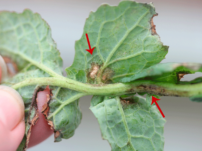 Tegn på angreb af lys bladplet i vinterraps